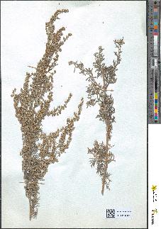 spécimen de Artemisia absinthium