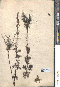 spécimen de Artemisia vulgaris