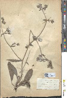 spécimen de Helminthia echioides