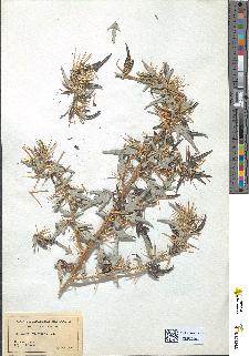 spécimen de Xanthium spinosum