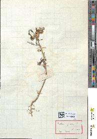 spécimen de Xanthium spinosum
