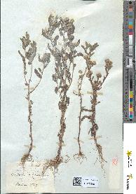 spécimen de Pulicaria vulgaris