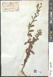 spécimen de Pulicaria dysenterica