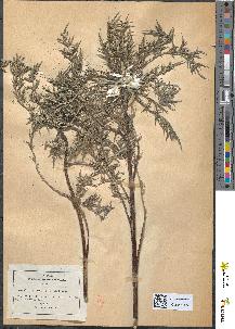 spécimen de Carlina acaulis
