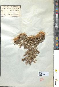spécimen de Carlina vulgaris