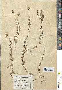 spécimen de Anthemis nobilis
