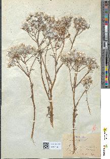 spécimen de Senecio sylvaticus