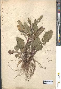 spécimen de Senecio lividus