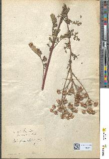 spécimen de Senecio lividus