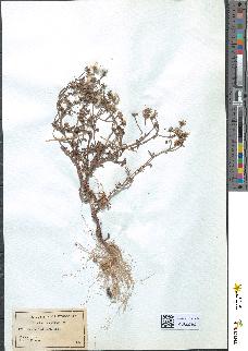 spécimen de Senecio gallicus