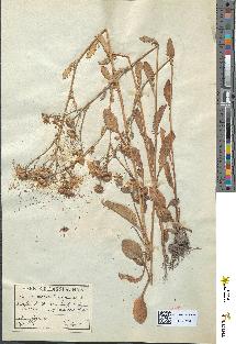 spécimen de Senecio aquaticus