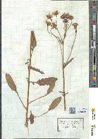 spécimen de Senecio aquaticus