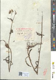 spécimen de Achillea millefolium