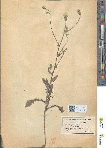 spécimen de Crepis foetida