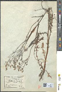 spécimen de Crepis virens