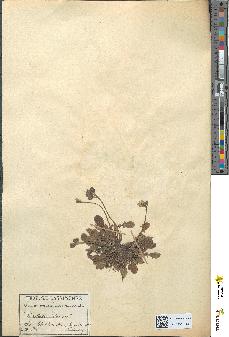 spécimen de Pterotheca nemausensis