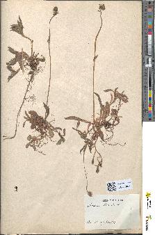 spécimen de Hieracium auricula