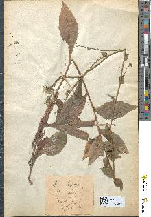 spécimen de Hieracium boreale