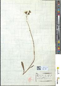 spécimen de Hieracium auricula