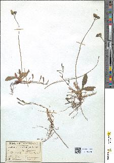 spécimen de Hieracium auricula