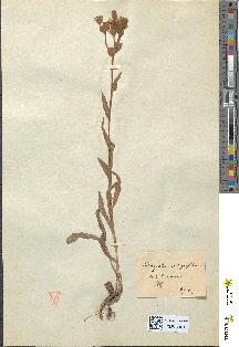 spécimen de Andryala integrifolia