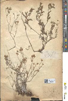 spécimen de Andryala integrifolia