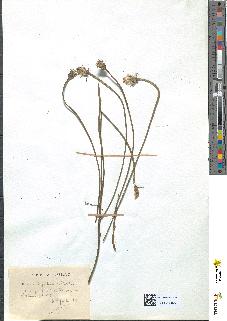 spécimen de Hypochaeris radicata