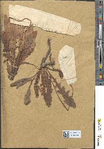 spécimen de Leontodon crispus