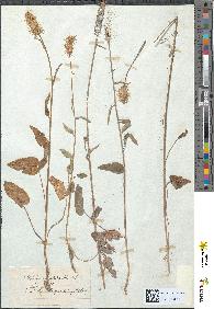 spécimen de Phyteuma spicatum
