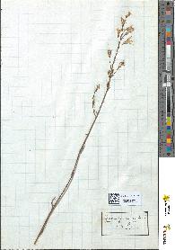 spécimen de Campanula rapunculus