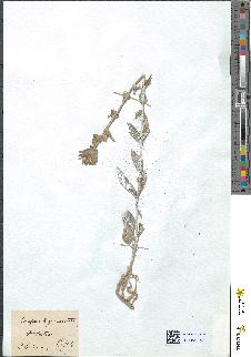 spécimen de Campanula glomerata
