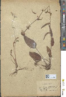 spécimen de Campanula glomerata