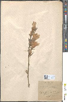 spécimen de Campanula rotundifolia