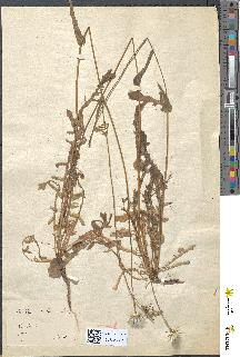 spécimen de Picridium vulgare