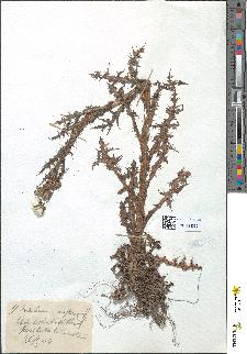 spécimen de Sonchus asper