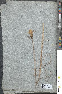 spécimen de Tragopogon major