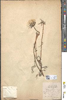 spécimen de Podospermum laciniatum