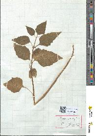 spécimen de Physalis alkekengi