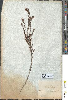 spécimen de Erica cinerea