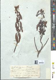 spécimen de Kalmia angustifolia