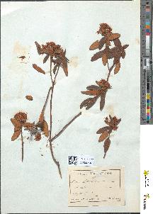 spécimen de Ledum latifolium