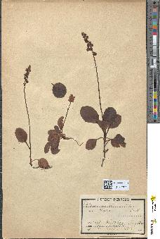 spécimen de Pyrola chlorantha