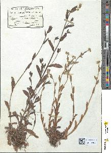 spécimen de Myosotis intermedia