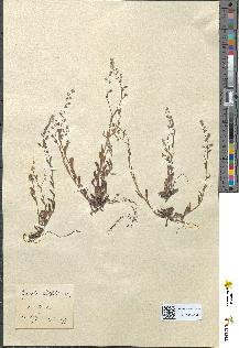 spécimen de Myosotis hispida