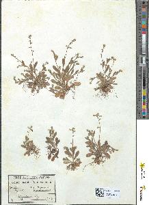spécimen de Myosotis hispida