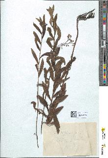 spécimen de Myosotis versicolor
