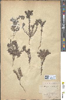 spécimen de Lithospermum apulum
