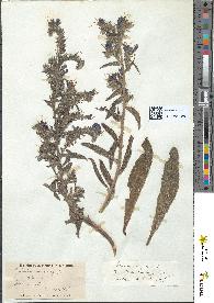 spécimen de Echium vulgare