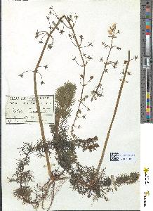 spécimen de Hottonia palustris