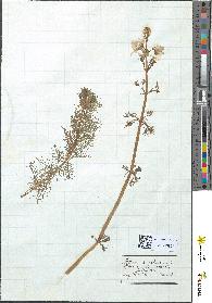 spécimen de Hottonia palustris